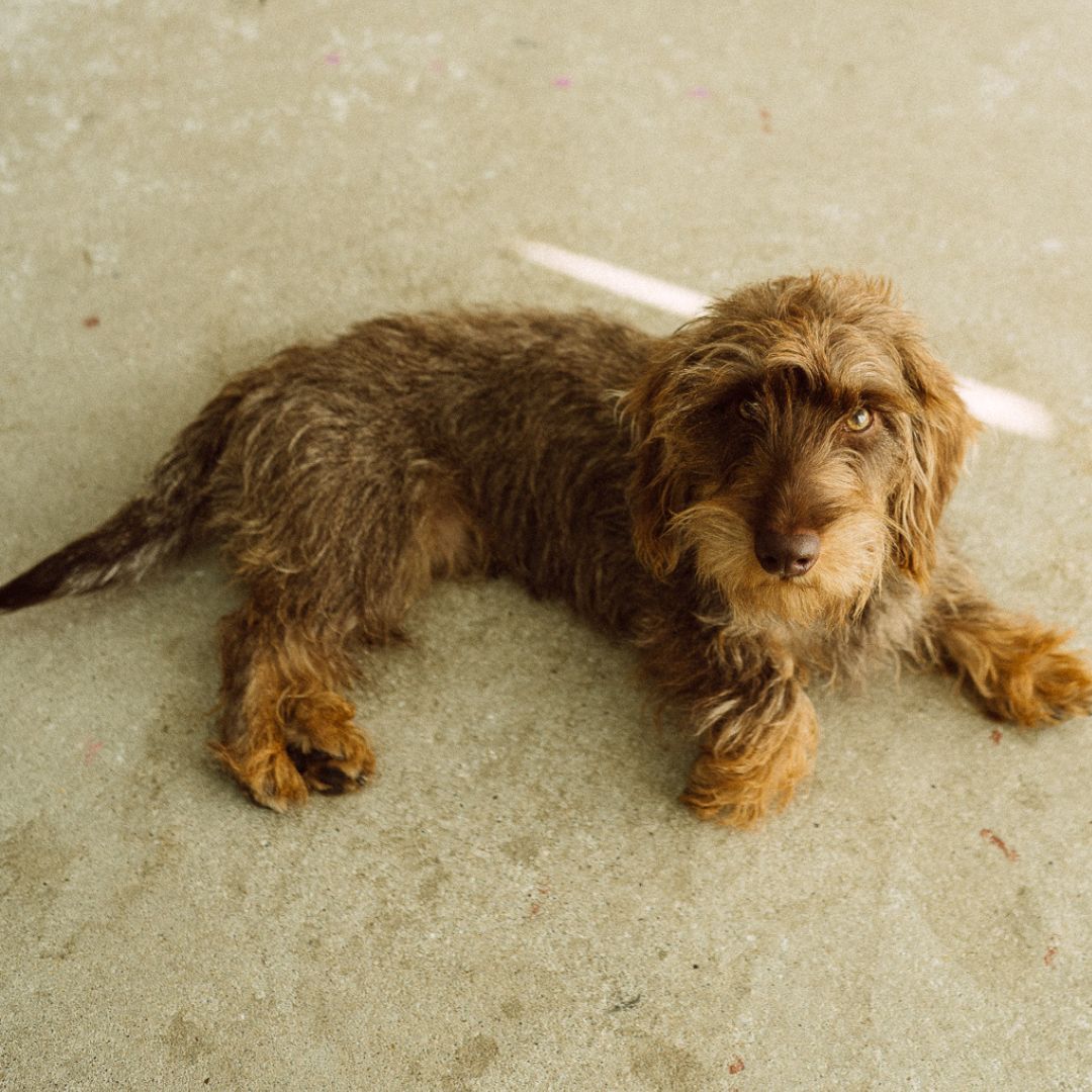 Rauhaardackel Alfons als Teammitglied von KAWENTSMANN