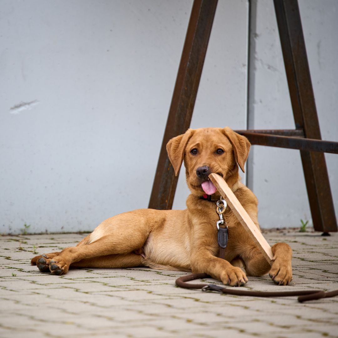 Labrador Berti als Teammitglied